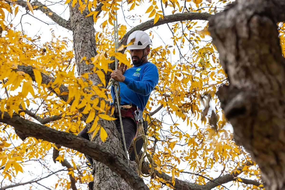 Skilled Tree Trimming crew working in Mineral
